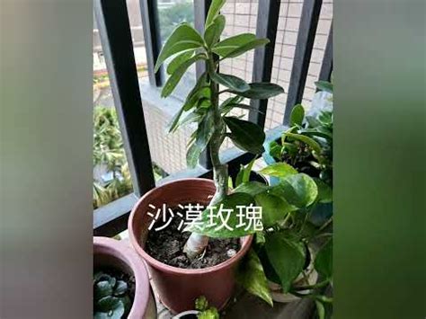 西曬植物|西曬植物推薦指南：打造室內綠意的避暑祕方 